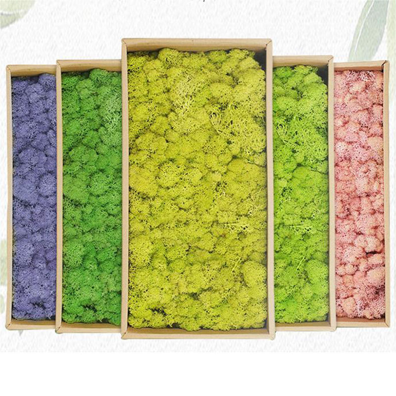 Sphagnum Moss Dry - Tanaman hijau buatan 20g, rumput lumut