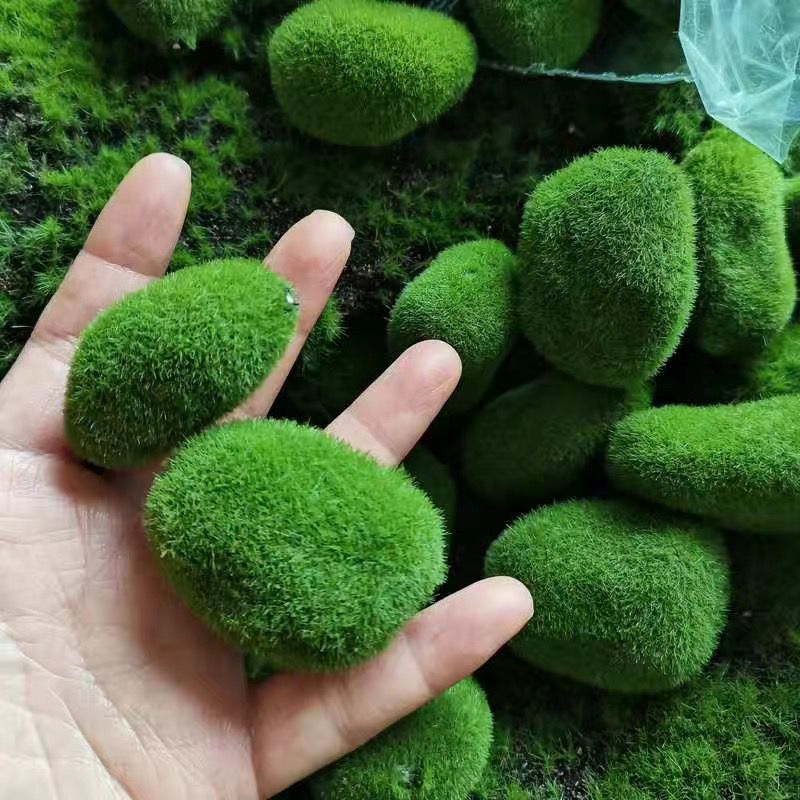 Batu lumut hijau buatan untuk  - Sphagnum Moss Dry ulasan dan harga