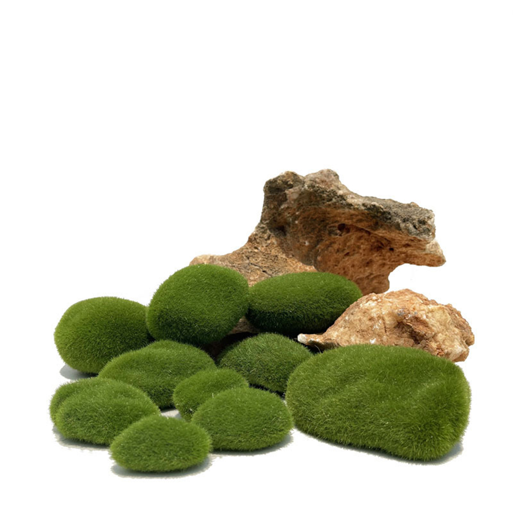 Lumut palsu buatan, rumput tan - Sphagnum Moss Dry ulasan dan harga